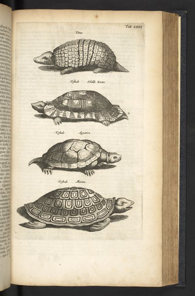 Tab 80, Skilpadder, Illustrasjon fra "Firebeintes naturhistorie" av Mattaus the Younger Merian