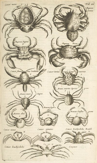 Tab VI, Krabber, Illustrasjon fra av Mattaus the Younger Merian