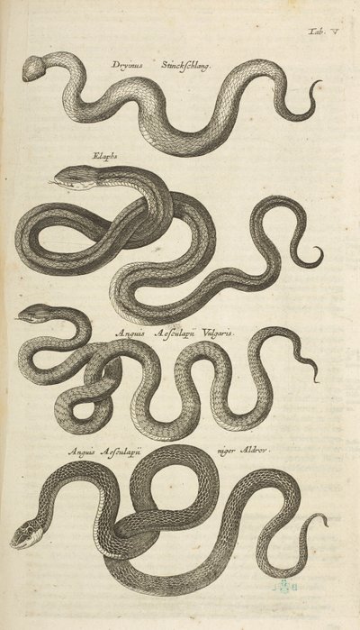 Tab V, Snakes, Illustrasjon fra fra "Natural history of quadrupeds" av Mattaus the Younger Merian