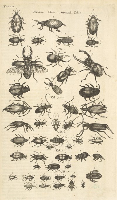 Tab XIII, biller, illustrasjon fra "Firebeintes naturhistorie" av Mattaus the Younger Merian