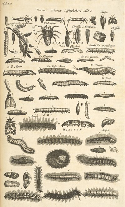Tab XIX, Caterpillars, Illustrasjon fra "Natural history of quadrupeds" av Mattaus the Younger Merian
