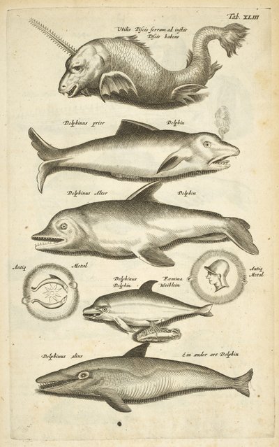 Tab 43, Delfiner, Illustrasjon fra "Firebeintes naturhistorie" av Mattaus the Younger Merian