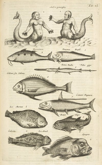 Tab 40, Anthropomorphos; Havfrue; Merman; Tropical Fish, illustrasjon fra "Natural history of quadrupeds" av Mattaus the Younger Merian