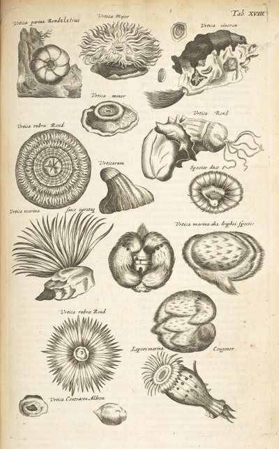 Tab XVIII, Marine liv, Illustrasjon fra fra "Natural history of quadrupeds", Vol 2 av Mattaus the Younger Merian