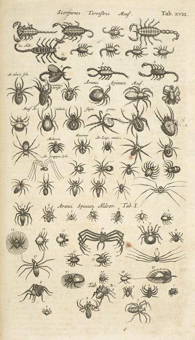 Tab XVIII, terrestriske skorpioner og edderkoppdyr, illustrasjon fra 