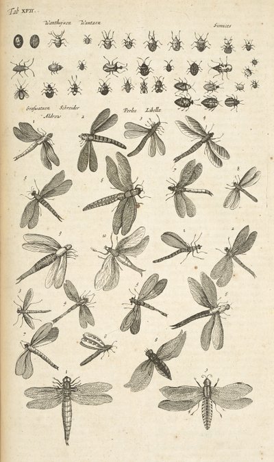 Tab XVII, øyenstikkere, illustrasjon fra "Firebeintes naturhistorie" av Mattaus the Younger Merian