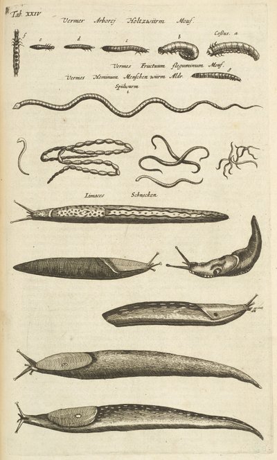 Tab XXIV, Slugs and Worms, Illustrasjon fra "Firebeintenes naturhistorie" av Mattaus the Younger Merian
