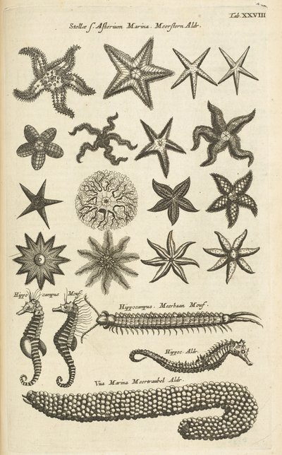Tab XXVIII, sjøstjerner og sjøhester, Illustrasjon fra av Mattaus the Younger Merian
