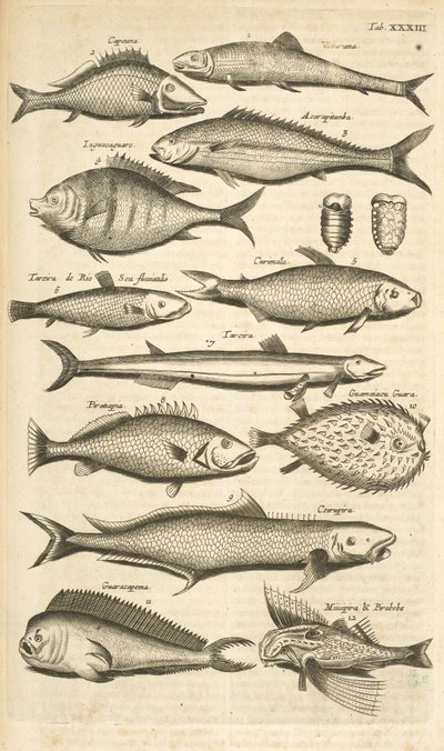 Tab. 33, Piggfisk, Illustrasjon fra "Firebeintes naturhistorie" av Mattaus the Younger Merian