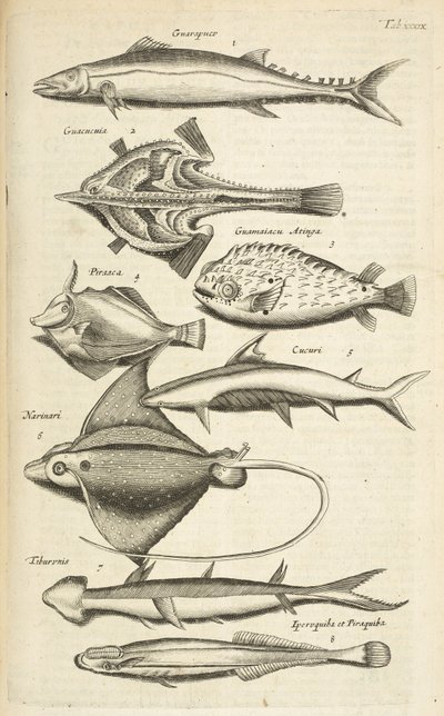 Fane XXXIX, Fiskearter, Illustrasjon fra "Natural History of Quadrupeds" av Mattaus the Younger Merian