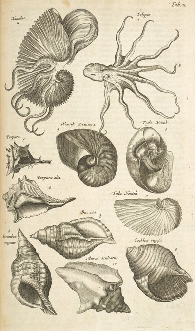 Tab X, blekksprut- og Nautilus-skjell, illustrasjon fra 