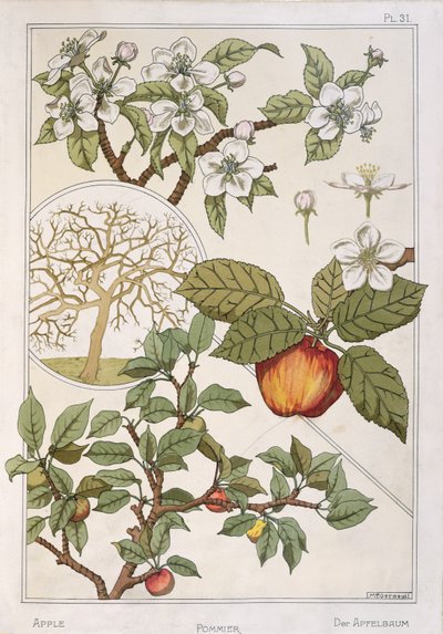 Epletre, frukt og blomster, fra 
