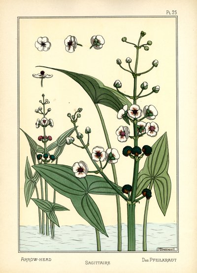 The Arrowhead (farge litho) av Maurice Pillard Verneuil