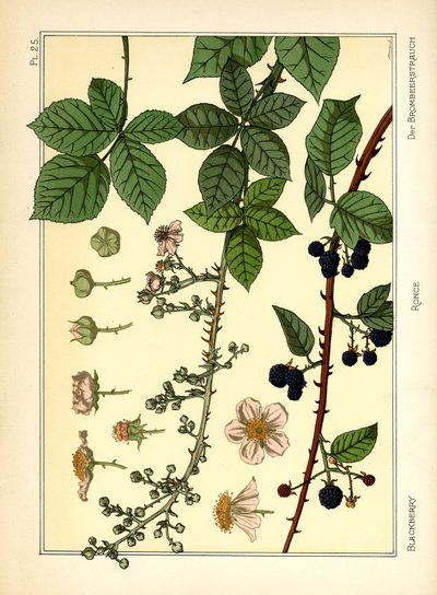 The Blackberry Bush (farge litho) av Maurice Pillard Verneuil