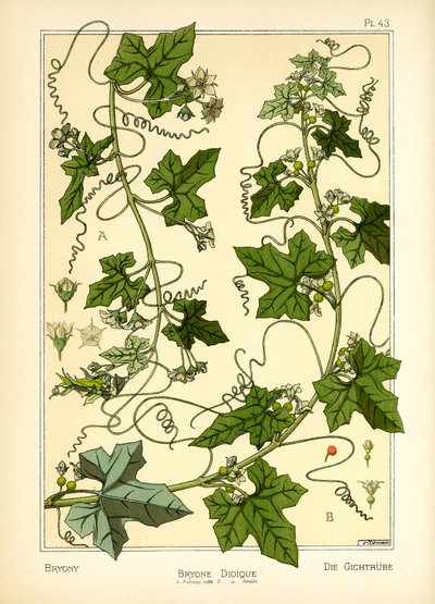 The Bryony (farge litho) av Maurice Pillard Verneuil