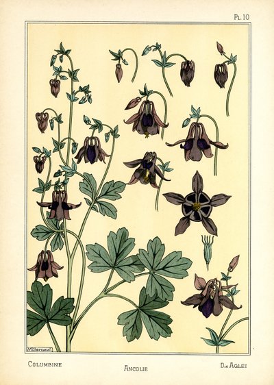The Columbine (farge litho) av Maurice Pillard Verneuil