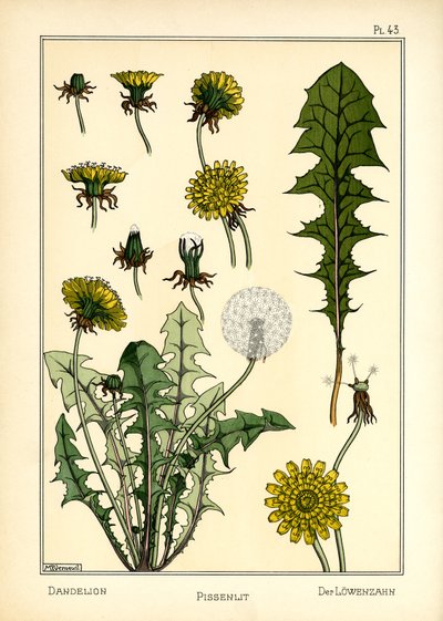Løvetann (farge litho) av Maurice Pillard Verneuil