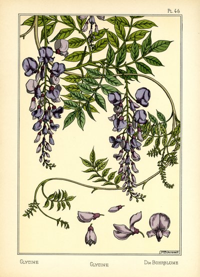 The Glycine (farge litho) av Maurice Pillard Verneuil
