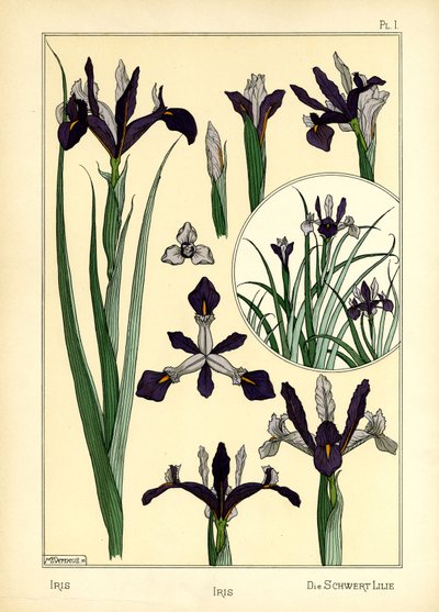 Iris (farge litho) av Maurice Pillard Verneuil