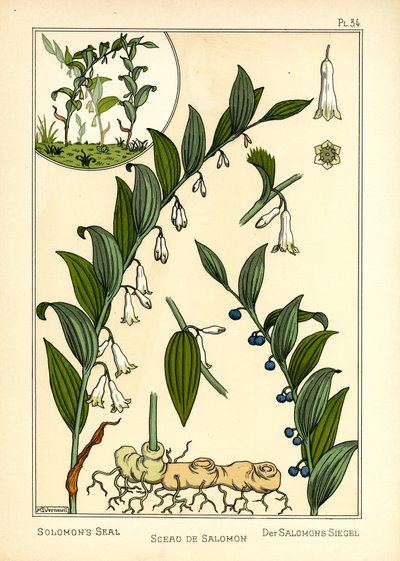 Salomos segl (lito i farge) av Maurice Pillard Verneuil