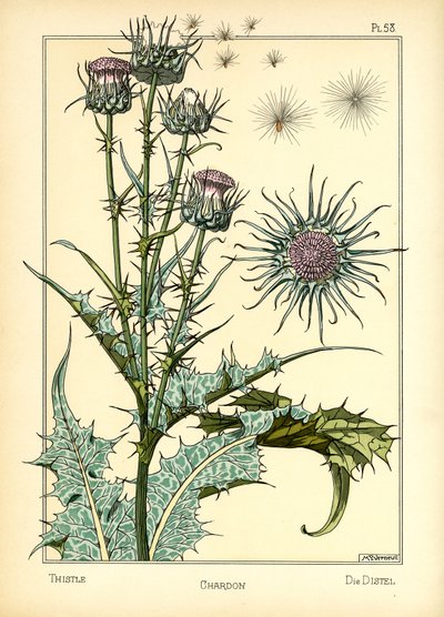 The Thistle (farge litho) av Maurice Pillard Verneuil