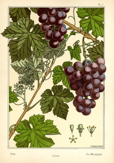 The Vine (farge litho) av Maurice Pillard Verneuil