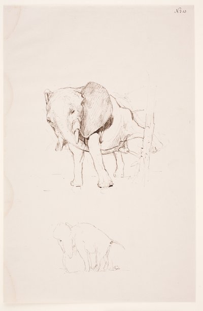 "Weg der Befleckung" - Elephant tjener sitt nødbehov. 2 studier av Max Klinger