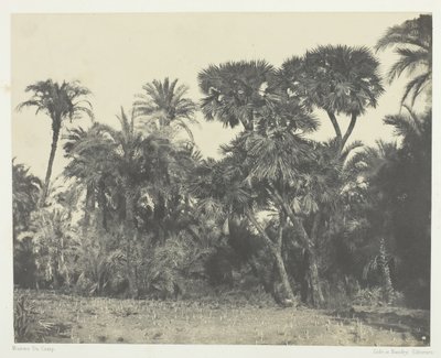 Wood of Date Palms and Palm Trees Doums, Øvre Egypt, 184951, trykt 1852. av Maxime Du Camp