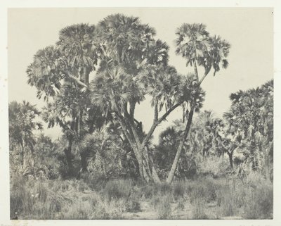 Palmetrær Doums, Øvre Egypt, 184951, trykt 1852. av Maxime Du Camp