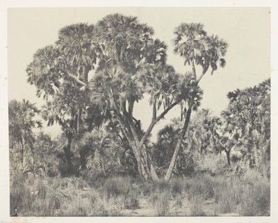 Doum palmer, Øvre Egypt av Maxime Du Camp