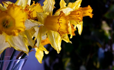blomst LINE av Melanie Hermine Lichterfeld