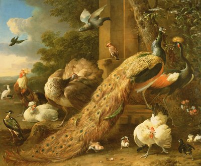 Påfugl, parakitt, pelikan, trane og fjærkre av Melchior de Hondecoeter