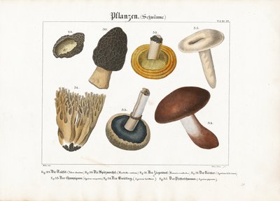 Spiselige og giftige sopper av Meno Haas