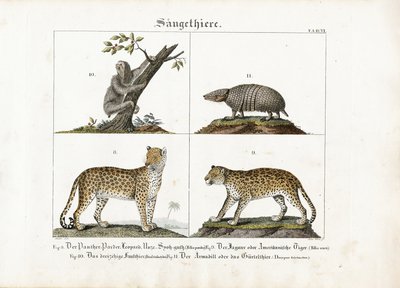 Eksotiske pattedyr: Store kattedyr, dovendyr og beltedyr av Meno Haas