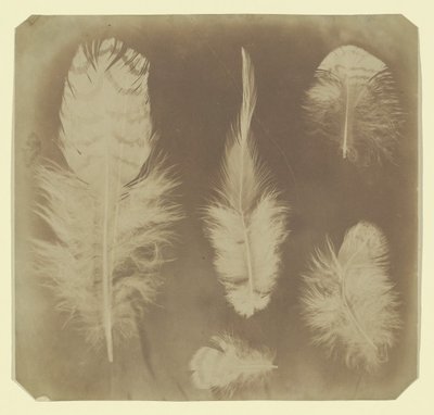 Kyllingfjær, ca. 1840. av Mervyn Herbert Nevil Story Maskelyne