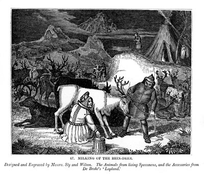 Melking av reinsdyret, 1843 av Messrs Sly and Wilson