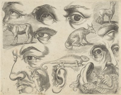 Studieark med tegningseksempler: øyne, hoder og dyr Tegneeksempler (serietittel) av Michael Snijders