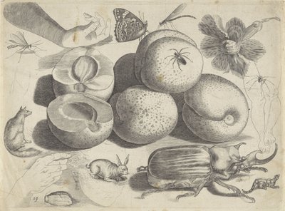 Studieark med tegningseksempler: frukt, dyr, insekter og hender Tegneeksempler (serietittel) av Michael Snijders