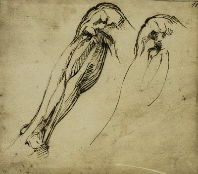 Anatomical Studies of a Leg, tegning av Michelangelo. Casa Buonarroti, Firenze av Michelangelo Buonarroti
