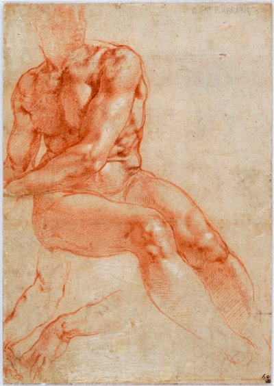 Sittende unge mannlige naken- og toarmsstudier, ca 1510-1511 av Michelangelo Buonarroti