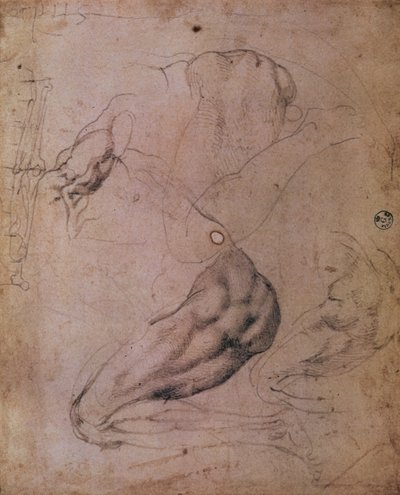 Det sixtinske kapells tak (1508-12): skisser av Eva-figuren fra scenen til The Original Sin (kull på papir) av Michelangelo Buonarroti
