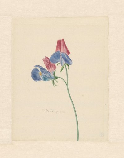 Gren med to blomster av Michiel Van Huysum