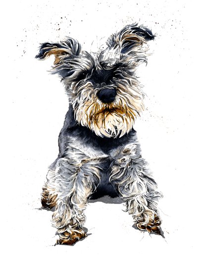 Ollie The Schnauzer on White, 2019 av Mike Davis