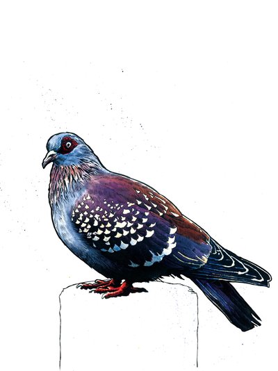 The Pigeon on White, 2019 av Mike Davis