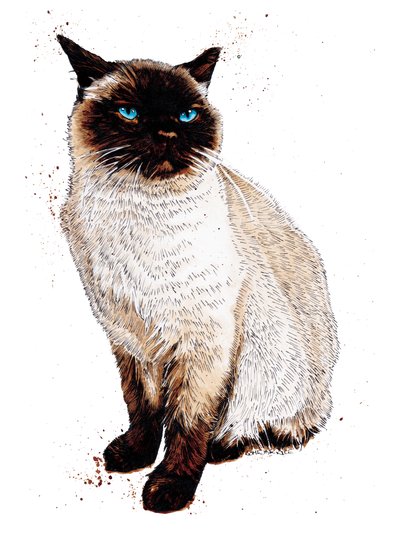 The Siamese Cat on White, 2020 av Mike Davis