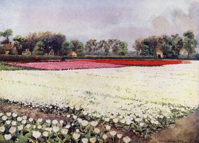 "Her er tulipaner for deg, hvite, til bruden eller begravelsen" (farge litho) av Mima Nixon