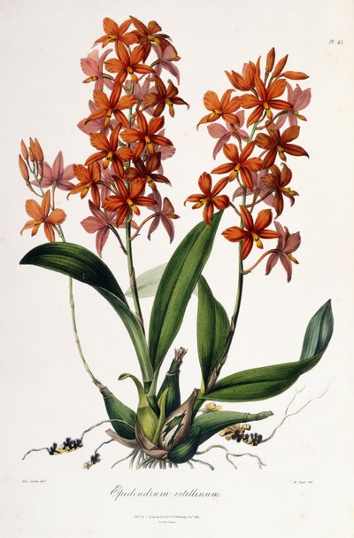 Epidendrum Vitellinus, ca. 1837-41 av Miss Drake