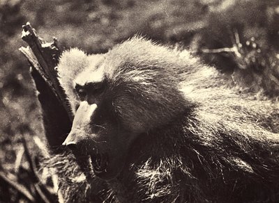 Bygge et imperium i den fascistiske tidsalderen: en ape, 09.05.1936 (s/hvitt-bilde) av Modestino Baldinetti