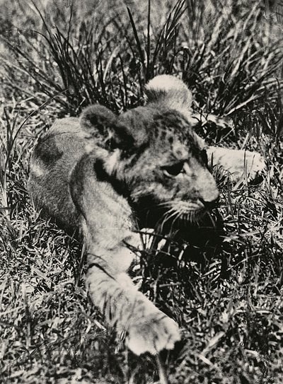Bygge et imperium i den fascistiske tidsalderen: et eksempel på en ung løve, 09.05.1936 (s/hvitt-bilde) av Modestino Baldinetti