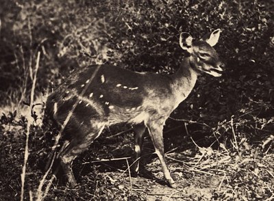 Bygge et imperium i den fascistiske tidsalderen: antilope, 09.05.1936 (s/hvitt-bilde) av Modestino Baldinetti